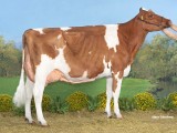 Best Red, Nrp Awesome Amb, Awesome Red, NRP Holsteins Nijbeets